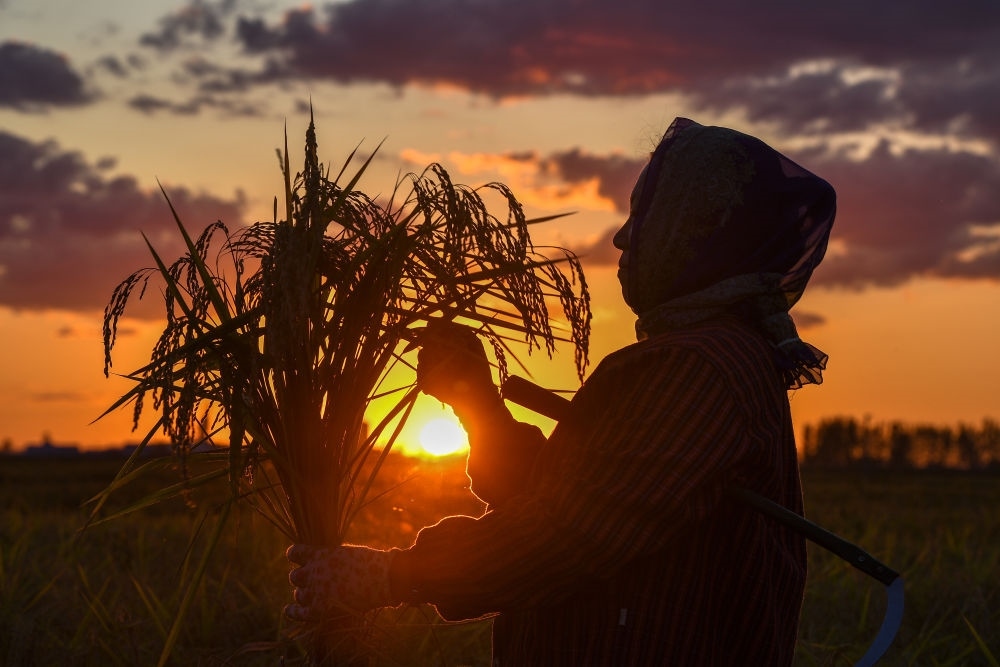 農(nóng)民在吉林省吉林市永吉縣萬昌鎮(zhèn)花家村收割水稻（2023年9月12日攝）。新華社記者 張楠 攝