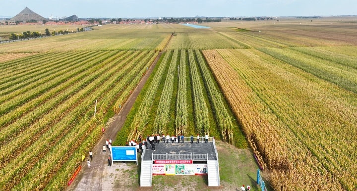 在遼寧省鐵嶺縣蔡牛鎮(zhèn)，外地農(nóng)民到張莊玉米合作社的大田里學(xué)習(xí)玉米選種和栽種技術(shù)（2023年9月26日攝，無人機照片）。新華社記者 楊青 攝