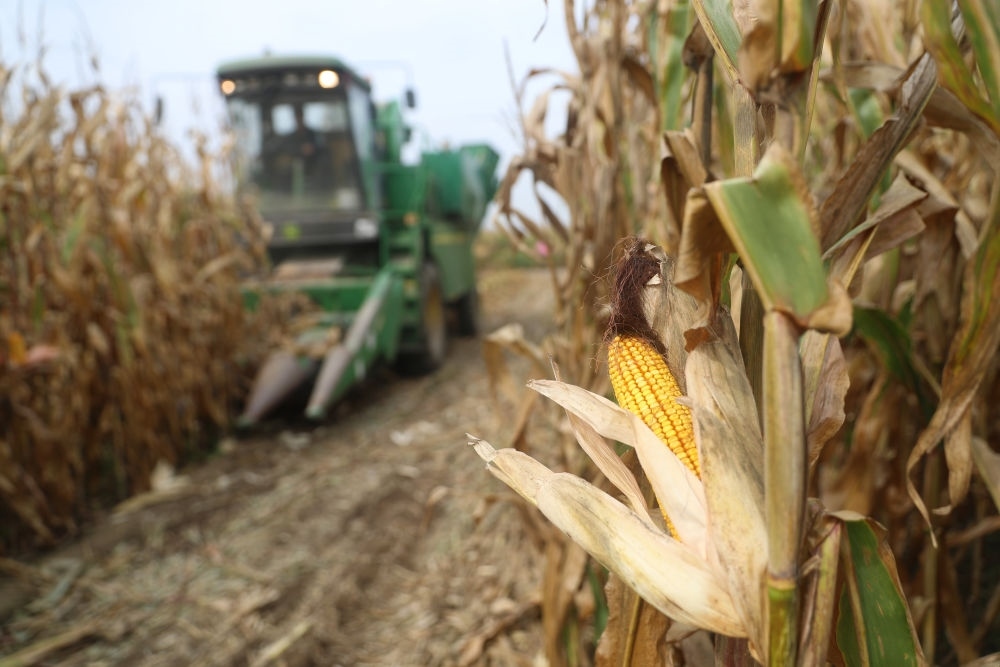 在遼寧省鐵嶺縣蔡牛鎮(zhèn)玉米田里，農(nóng)民駕駛農(nóng)機收割玉米（2023年9月26日攝）。新華社記者 楊青 攝