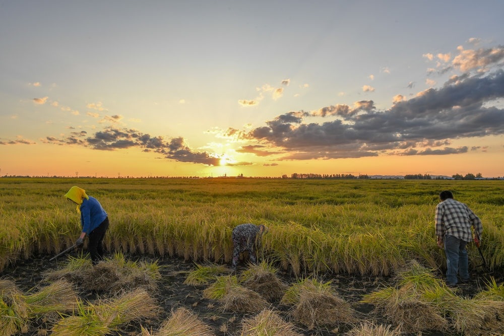 農(nóng)民在吉林省吉林市永吉縣萬昌鎮(zhèn)花家村收割水稻（2023年9月12日攝）。新華社記者 張楠 攝