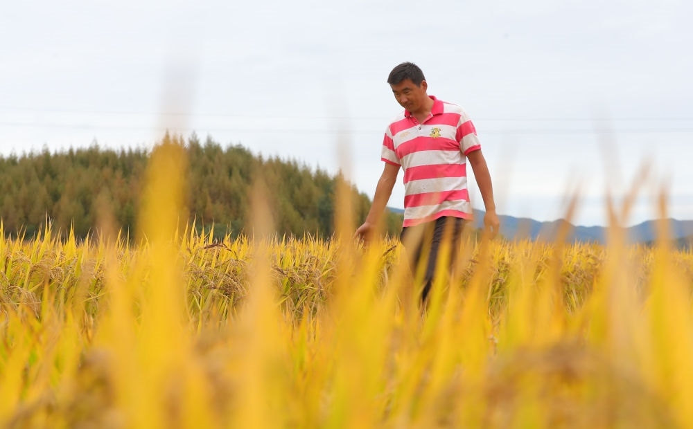 在遼寧省撫順市新賓滿族自治縣新賓鎮(zhèn)的水稻田里，農(nóng)民丁輝查看水稻成熟情況（2023年9月25日攝）。新華社記者 楊青 攝