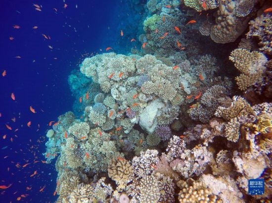  這是10月2日在埃及西奈半島達(dá)哈布藍(lán)洞內(nèi)拍攝的珊瑚和魚類。新華社記者 隋先凱 攝