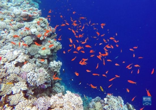  這是10月2日在埃及西奈半島達(dá)哈布藍(lán)洞內(nèi)拍攝的珊瑚和魚類。新華社記者 隋先凱 攝