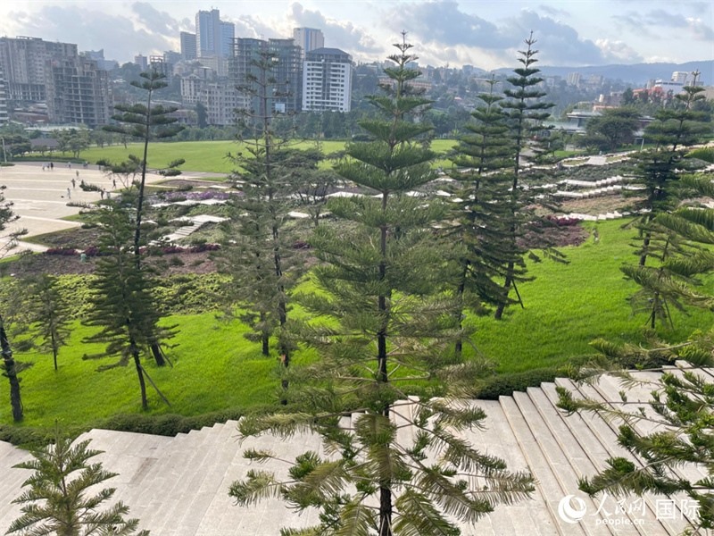 亞的斯亞貝巴友誼廣場的南洋杉。人民網(wǎng)記者 趙艷紅攝