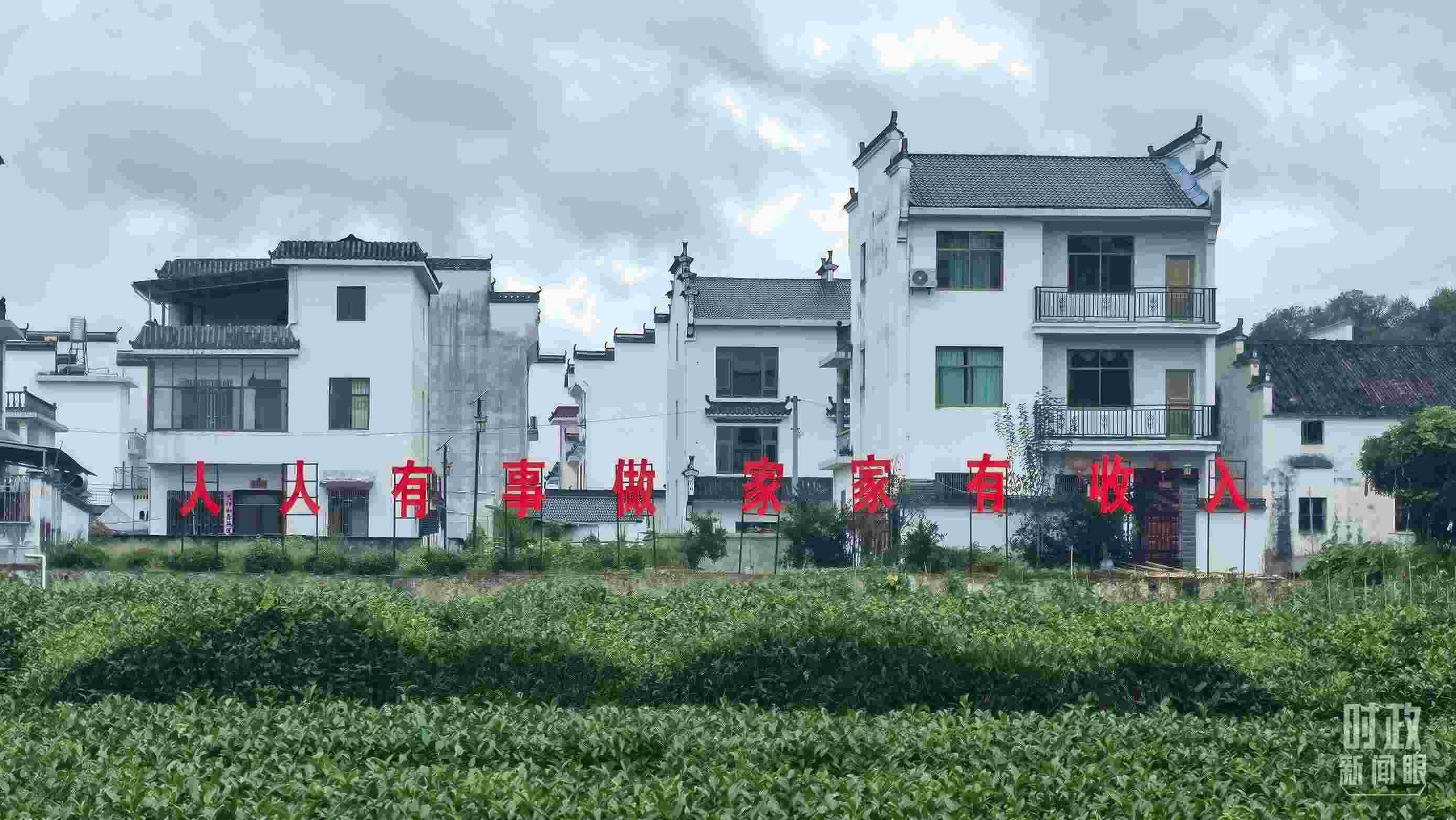 △石門村村民種植的茶葉。（總臺(tái)央視記者賈林拍攝）