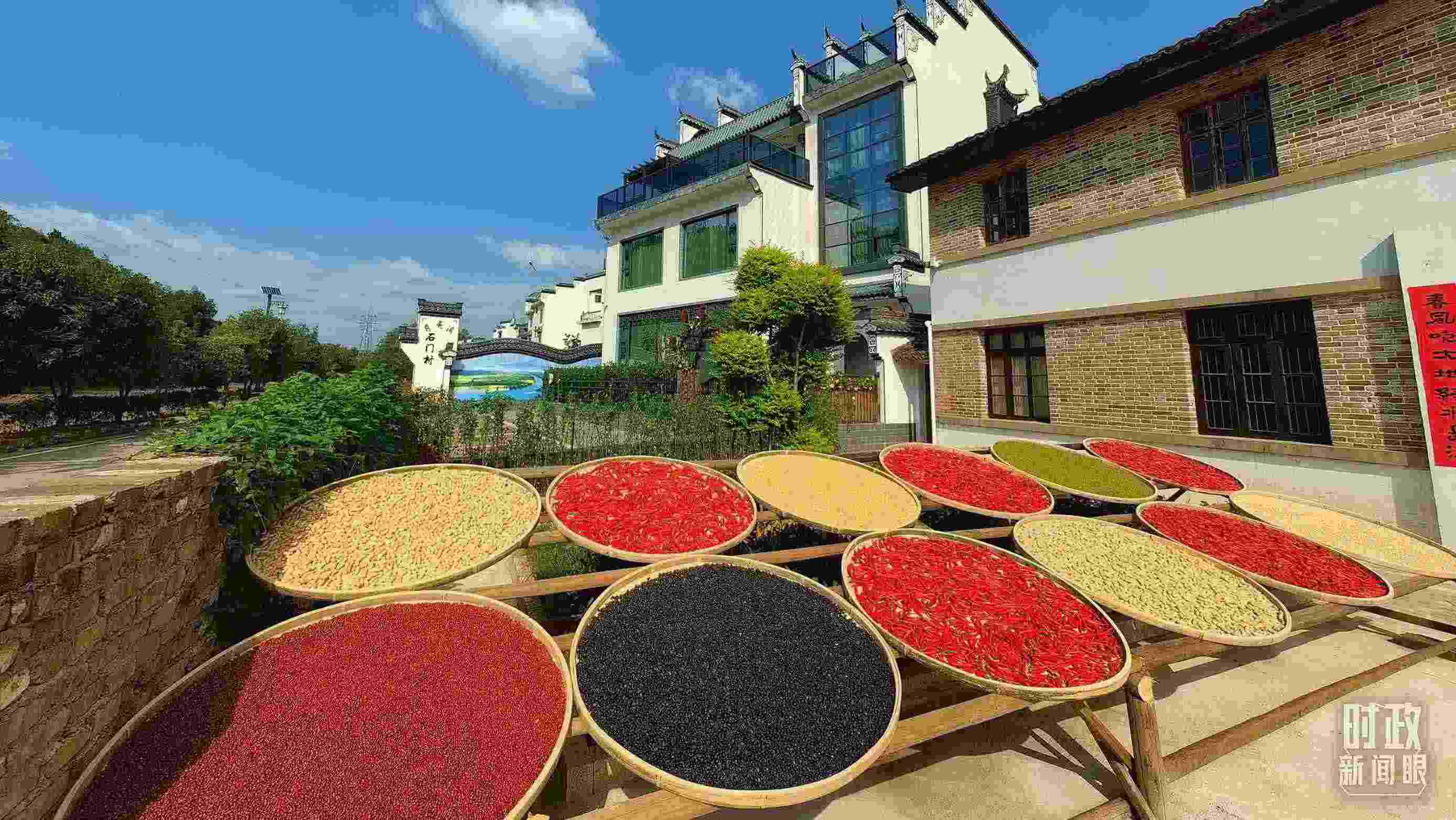 △曬秋農(nóng)俗成為婺源鄉(xiāng)村的一道美麗風(fēng)景。（總臺(tái)央視記者段德文拍攝）