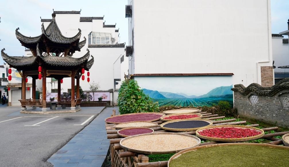 近日拍攝的江西省上饒市婺源縣秋口鎮(zhèn)王村石門自然村曬秋場(chǎng)景。新華社記者 胡晨歡 攝