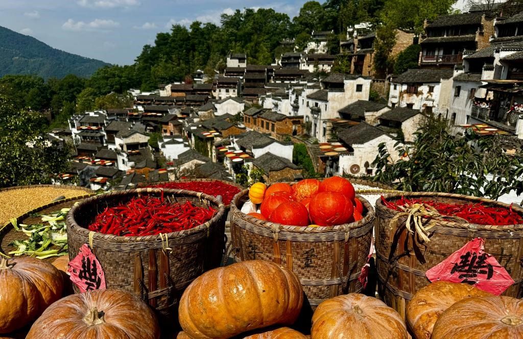 近日拍攝的江西省上饒市婺源縣篁嶺村曬秋畫面。新華社記者 胡晨歡 攝