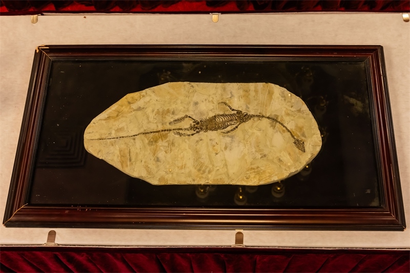 潛龍化石。國家文物局供圖
