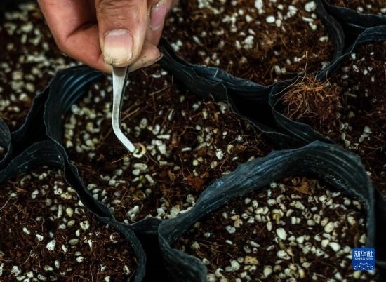 云南錦科花卉工程研究中心里已經(jīng)發(fā)芽的太空種子（4月3日攝）。