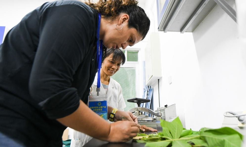 9月17日，來自哥倫比亞的研修班學(xué)員埃文·奧拉亞（左）在中國專家的指導(dǎo)下學(xué)習(xí)實操木薯組培快速繁育技術(shù)。