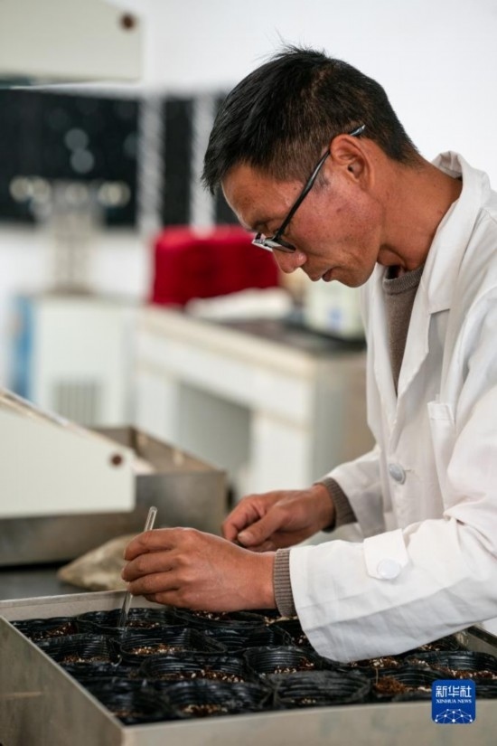 技術(shù)員田連通在實(shí)驗(yàn)室播種太空種子（4月3日攝）。