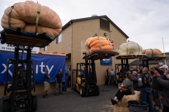  10月9日，在美國加利福尼亞州圣馬特奧縣半月灣舉行的南瓜稱重大賽現(xiàn)場，人們圍觀參賽的南瓜。新華社發(fā)（李建國攝）