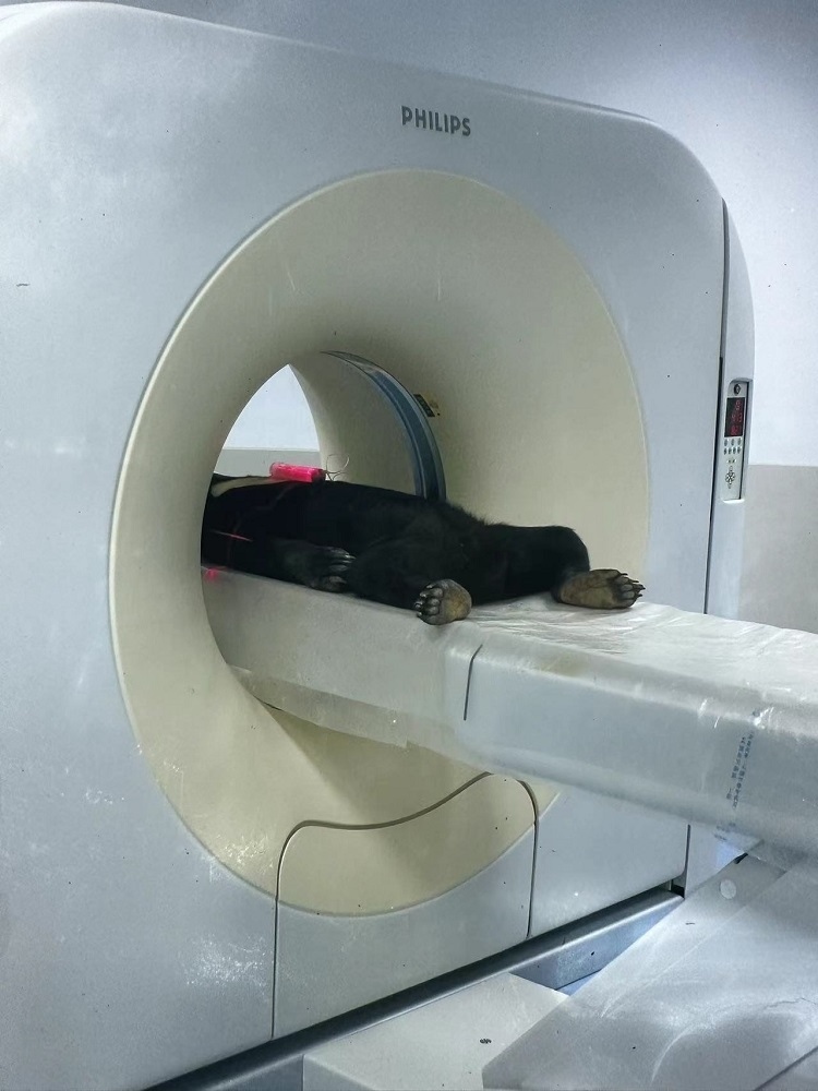 長(zhǎng)隆野生動(dòng)物世界的動(dòng)物醫(yī)院內(nèi)，馬來熊在做核磁共振檢查。人民網(wǎng)記者 李舫攝