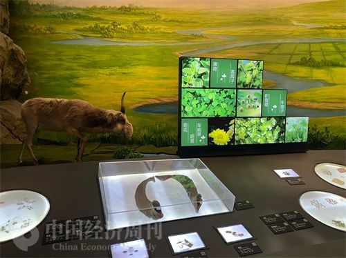  （中醫(yī)藥博物館展出的各類中藥材令人應接不暇。中國經(jīng)濟周刊記者 郭志強 攝）