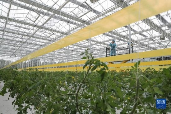 11月4日，在南通市通州區(qū)十總鎮(zhèn)的圓宏萬嘉智慧農(nóng)場，技術(shù)員給番茄苗“盤頭”。