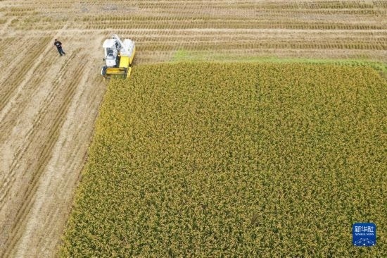 11月4日，在南通市通州區(qū)十總鎮(zhèn)育民村農(nóng)場，一臺設置好參數(shù)的無人收割機在工作中（無人機照片）。