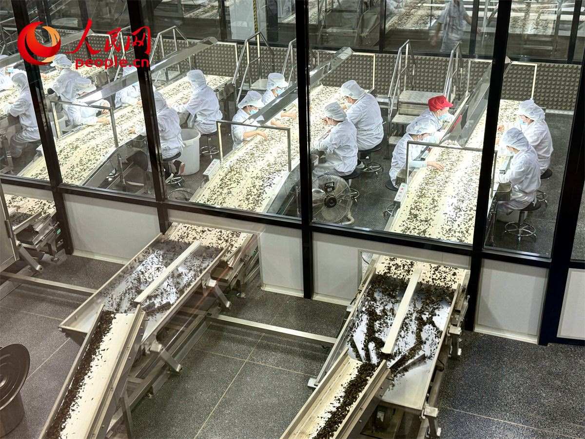 工人在對(duì)茶葉進(jìn)行目視揀剔。人民網(wǎng)記者 劉微攝