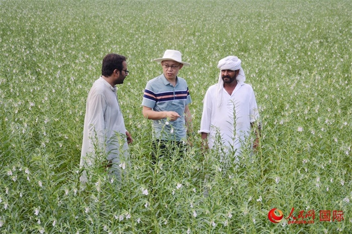 中巴經(jīng)濟(jì)走廊農(nóng)業(yè)合作中心負(fù)責(zé)人席建龍（中）與巴基斯坦當(dāng)?shù)剞r(nóng)戶在芝麻種植園交流作物生長(zhǎng)情況。人民網(wǎng)記者薩義德·邁赫迪攝