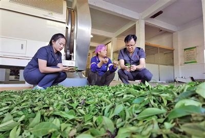  圖③：蒼梧法院六堡法庭法官深入茶企了解企業(yè)生產(chǎn)經(jīng)營情況。