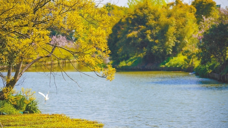  碧波蕩漾 浙江嘉興市海鹽縣望海街道永福社區(qū)荷花池，一汪碧水波光粼粼，風光旖旎。當?shù)厥冀K堅持綠色發(fā)展，促進人與自然和諧共生。 肖弗勒模具（嘉興）有限公司德國籍經(jīng)理 湯姆·魯特納攝 “當?shù)卮迕窀嬖V我，如今環(huán)境變好了，茶余飯后，大家都會到河邊散散步，欣賞美景，和鄰居聊聊天。我想，好生態(tài)是大自然的饋贈，更是長三角地區(qū)大力治理生態(tài)環(huán)境的結(jié)果。希望美麗中國的綠色發(fā)展之路越走越好?！? /></p> <p style=
