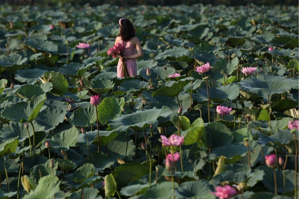 這是2020年7月15日，一名女子在越南首都河內(nèi)西湖畔的荷花叢中留影。