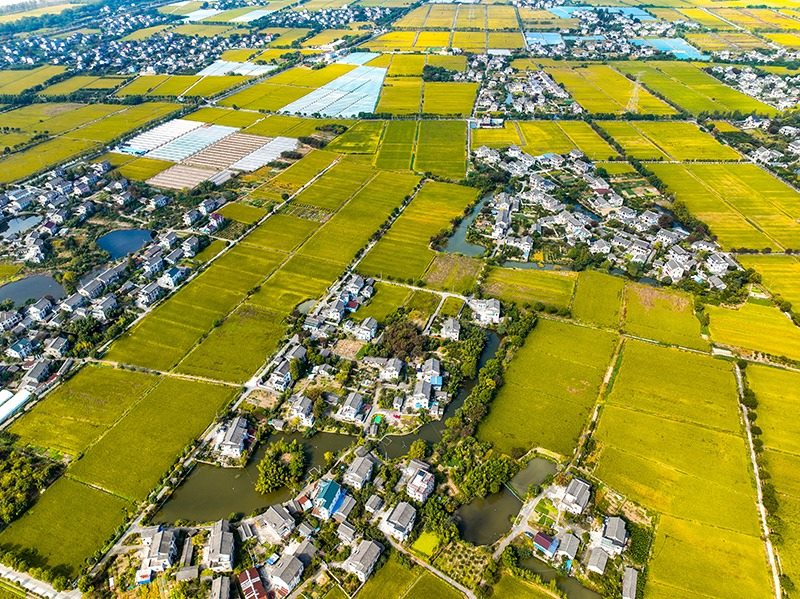 2023年10月22日，浙江海寧市黃灣鎮(zhèn)，金秋時節(jié)，金黃色的稻田與美麗鄉(xiāng)村構(gòu)成一幅寧靜祥和的畫卷。