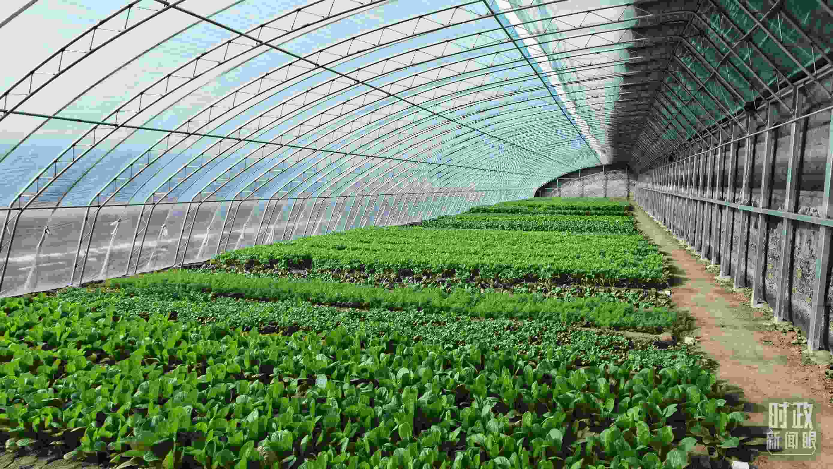 △第六埠村蔬菜大棚。（總臺央視記者郭鴻拍攝）