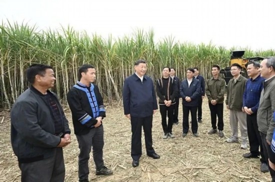 2023年12月14日，習(xí)近平總書記在廣西來賓市國家現(xiàn)代農(nóng)業(yè)產(chǎn)業(yè)園黃安優(yōu)質(zhì)“雙高”糖料蔗基地考察。