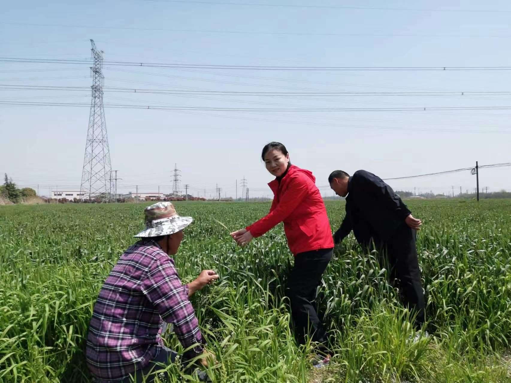 魏巧在田間察看農(nóng)作物長勢(shì)。