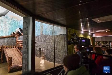 3月8日，人們在俄羅斯莫斯科動物園觀看大熊貓“喀秋莎”（左）和媽媽“丁丁”。新華社記者 曹陽 攝