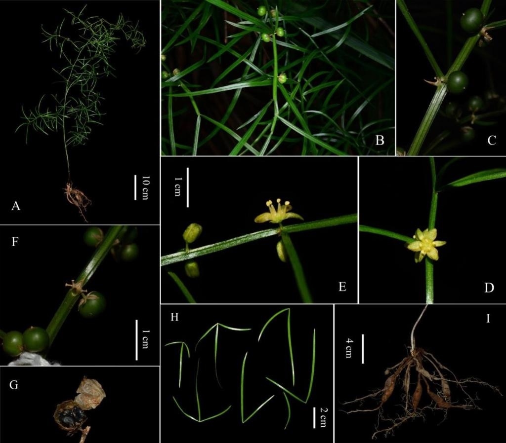 圖為大別山天門(mén)冬的形態(tài)特征。(中國(guó)科學(xué)院武漢植物園供圖)
