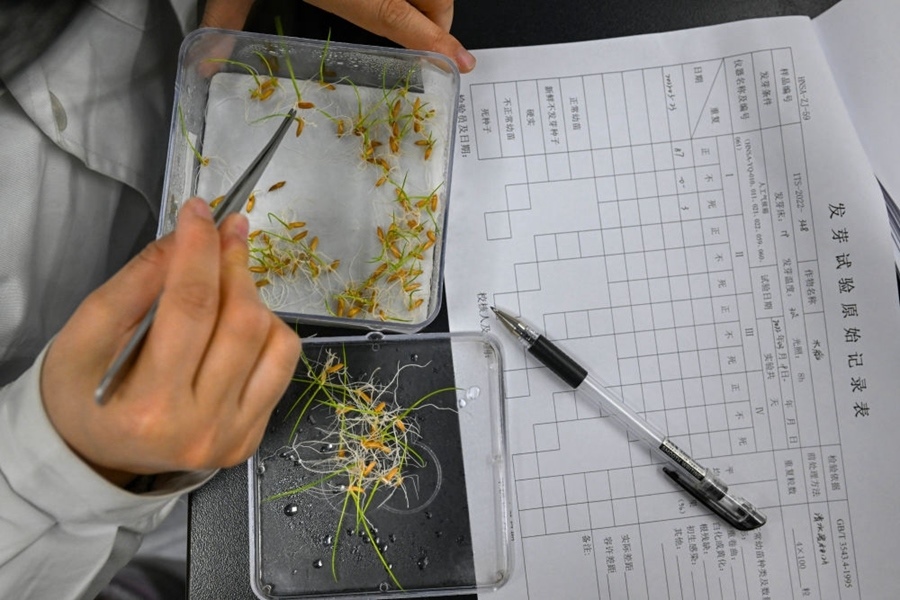 2022年3月23日，在湖南省農(nóng)作物種質(zhì)資源庫(kù)實(shí)驗(yàn)室，檢測(cè)員對(duì)保存的水稻種子進(jìn)行發(fā)芽試驗(yàn)檢測(cè)。