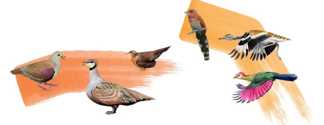 鴿鴇類。浙江大學(xué)供圖