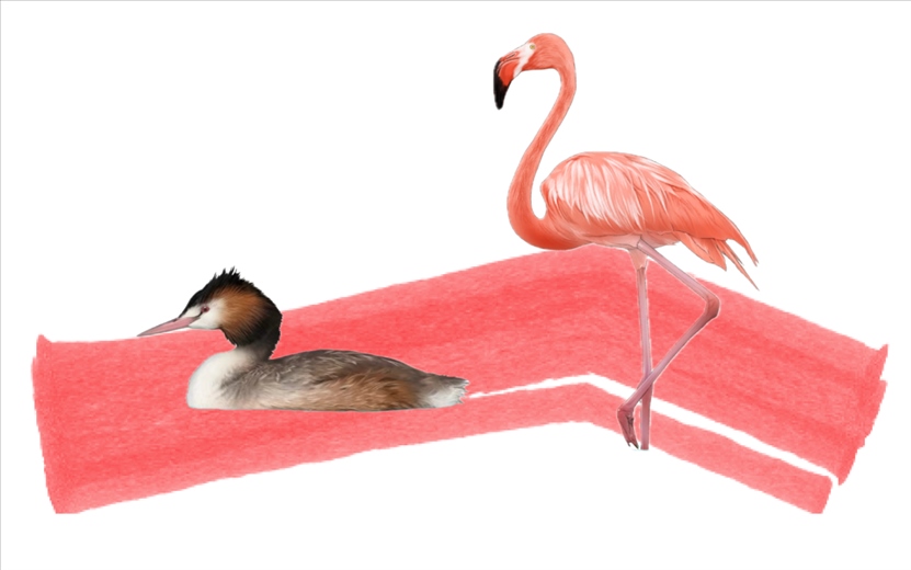 奇跡鳥類（火烈鳥總目）。浙江大學(xué)供圖