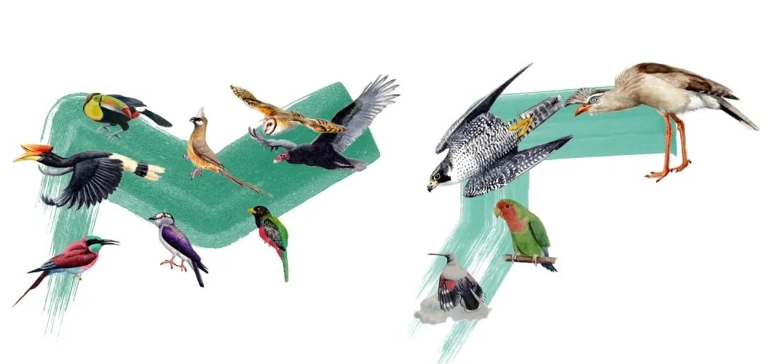 陸鳥類。浙江大學(xué)供圖