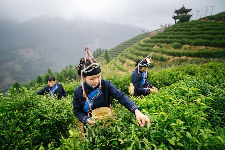 惠明茶采摘。供圖 共享聯(lián)盟·景寧