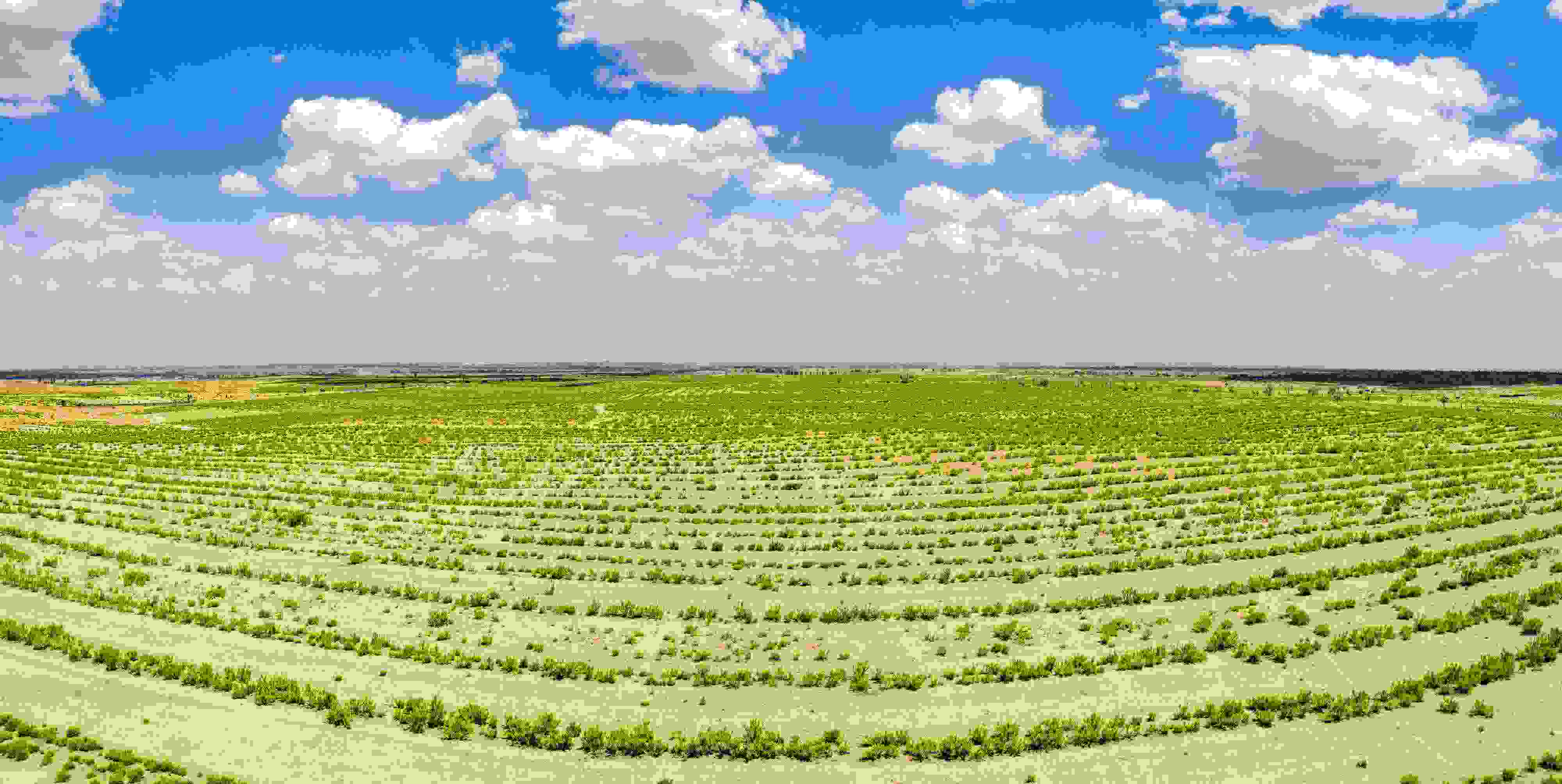 2023年6月7日，內(nèi)蒙古鄂爾多斯，毛烏素沙漠。