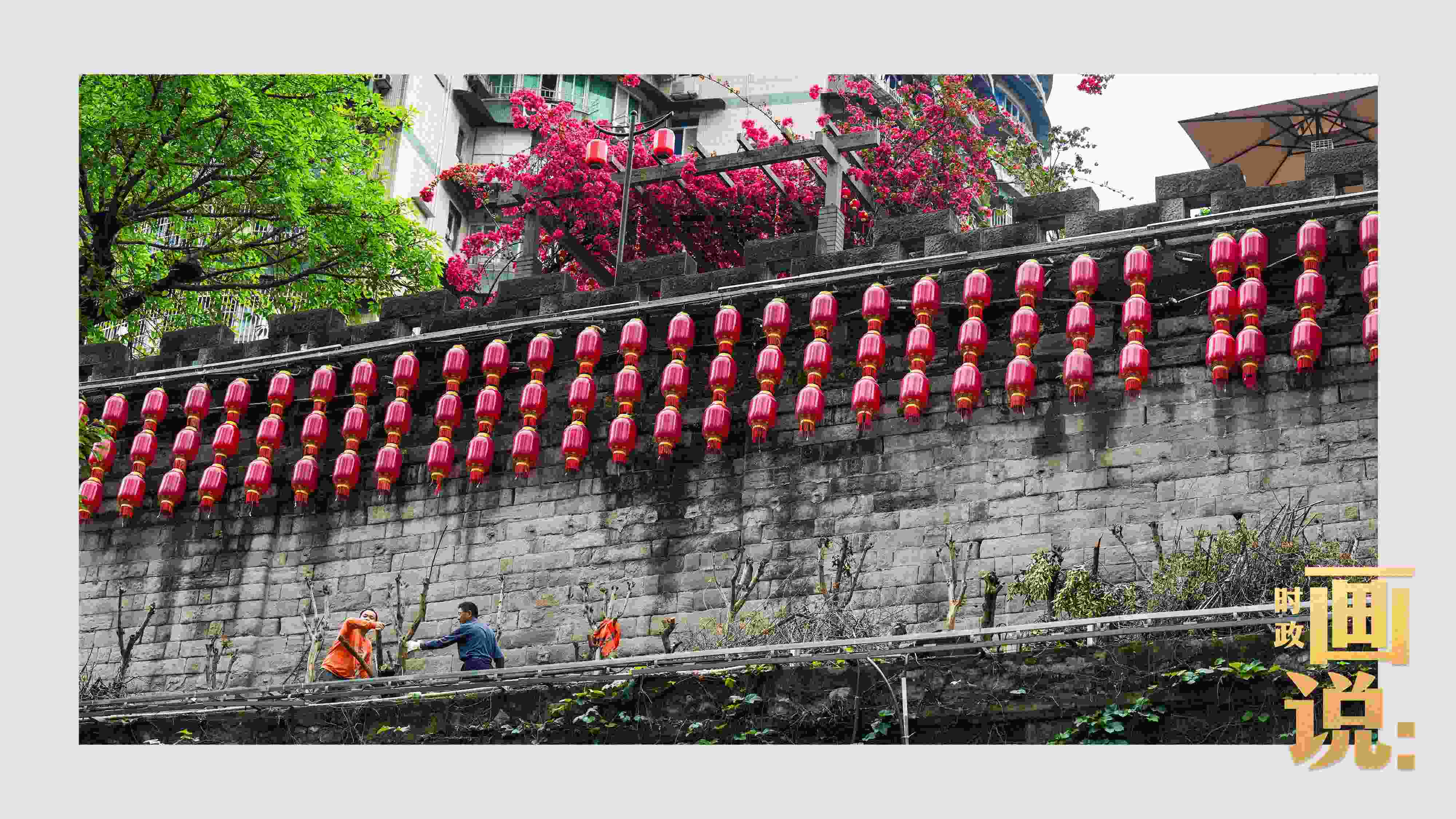 △盛放的三角梅下，園林工人修剪著古老通遠(yuǎn)門城墻上的一抹新綠。