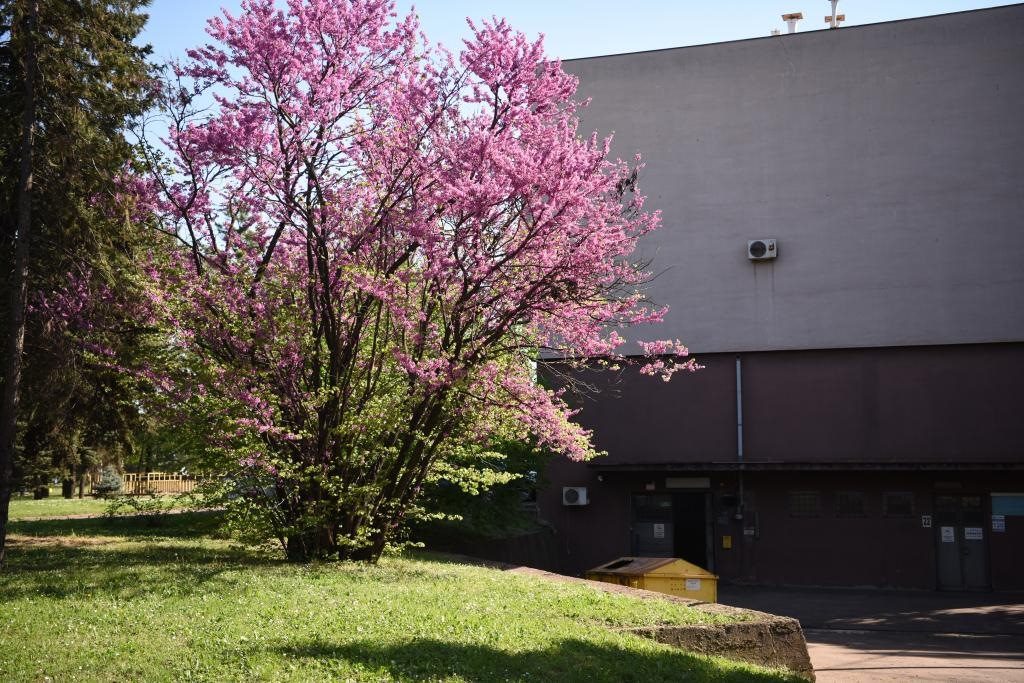 斯梅戴雷沃鋼廠里盛開(kāi)的南歐紫荊花。