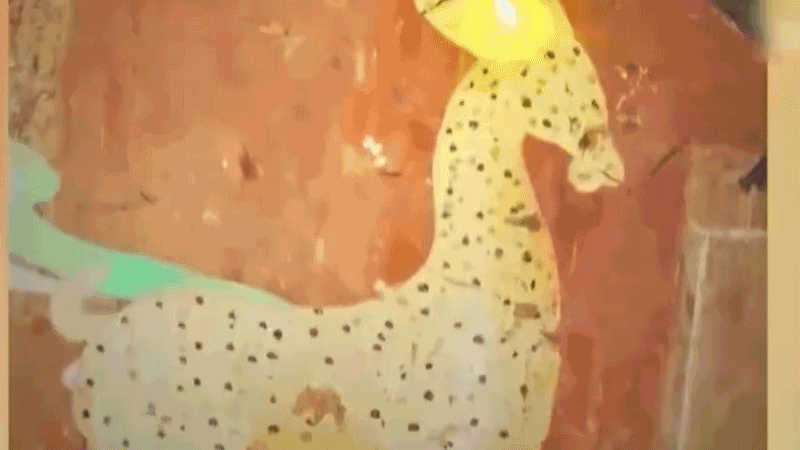 在全新技術(shù)支持下，敦煌莫高窟實現(xiàn)了窟內(nèi)文物窟外看的新體驗。