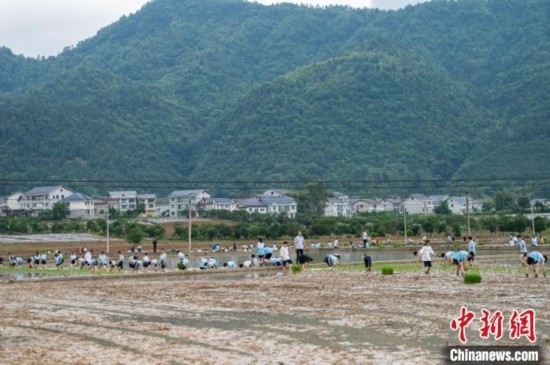 圖為5月21日，綏陽縣旺草中學(xué)學(xué)生在旺草萬畝大壩體驗插秧。唐哲 攝