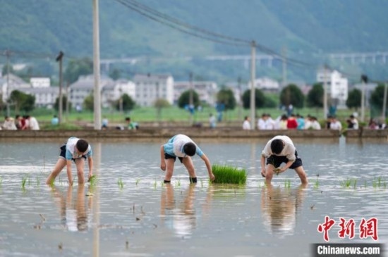 圖為5月21日，綏陽縣旺草中學(xué)學(xué)生在旺草萬畝大壩體驗插秧。唐哲 攝