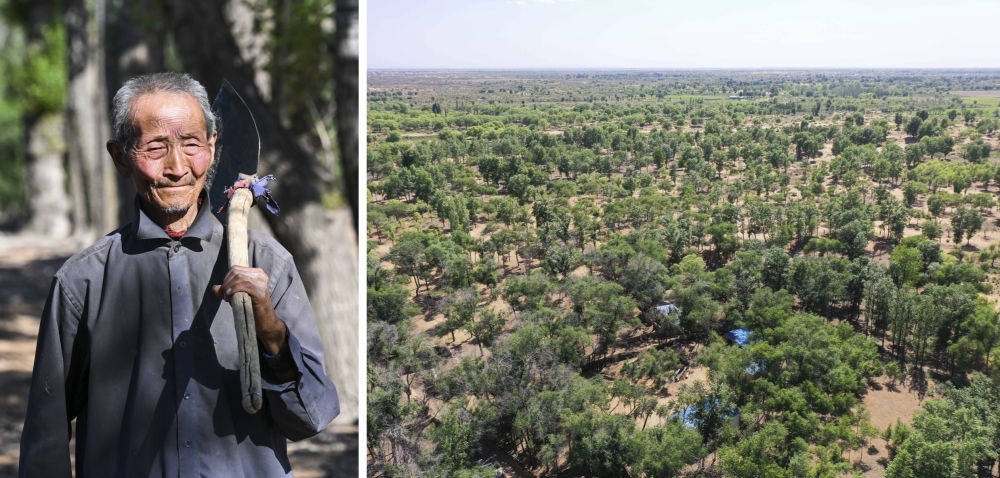 拼版照片：左圖為內(nèi)蒙古鄂托克前旗呼和陶勒蓋嘎查的牧民曹扎娃出門(mén)勞作（2023年6月14日攝）；右圖為曹扎娃的承包地（2023年6月14日攝，無(wú)人機(jī)照片）。20世紀(jì)80年代，在毛烏素沙地中，曹扎娃主動(dòng)承包了2300多畝沙地。這么多年來(lái)，曹扎娃堅(jiān)持種樹(shù)治沙，最終將沙地變成了林海。新華社記者 劉磊 攝