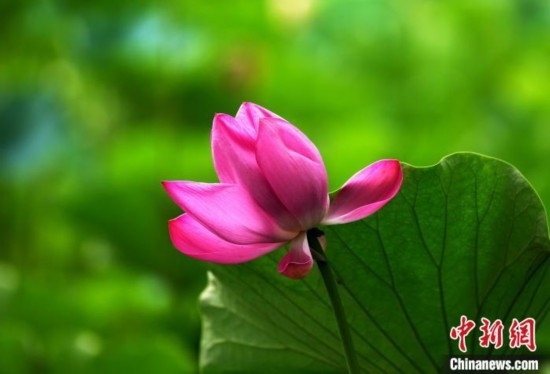 6月19日，時值一年畢業(yè)季，四川大學(xué)望江校區(qū)荷花池里的荷花盛開，成為了畢業(yè)生們的打卡圣地，吸引了眾多畢業(yè)生拍照留念。圖為盛開的荷花。中新社記者 安源 攝