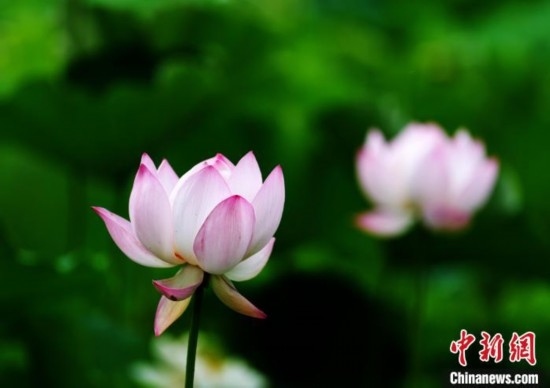 6月19日，時值一年畢業(yè)季，四川大學(xué)望江校區(qū)荷花池里的荷花盛開，成為了畢業(yè)生們的打卡圣地，吸引了眾多畢業(yè)生拍照留念。圖為盛開的荷花。中新社記者 安源 攝