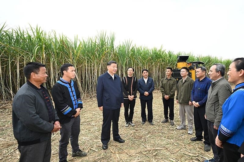 2023年12月14日，習(xí)近平總書(shū)記在廣西來(lái)賓市國(guó)家現(xiàn)代農(nóng)業(yè)產(chǎn)業(yè)園黃安優(yōu)質(zhì)“雙高”糖料蔗基地考察時(shí)，同蔗農(nóng)、農(nóng)機(jī)手和農(nóng)技人員親切交流。