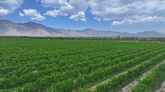 閩寧從荒蕪貧瘠的荒灘戈壁變成了如今的片片綠洲。