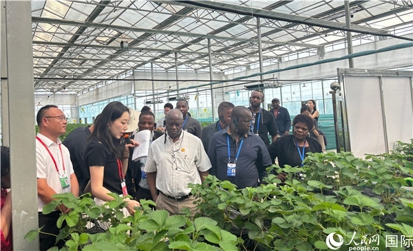 研討班成員在大棚中了解植物種植技術(shù)。人民網(wǎng) 曹欣悅攝