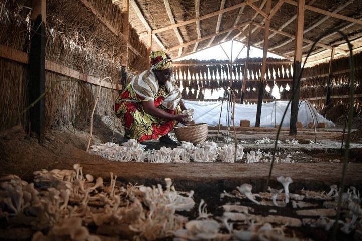 2024年2月6日，在中非共和國達馬拉，法蒂瑪在菇棚內(nèi)收獲菌草菇。2022年，法蒂瑪在聽說中國菌草專家在班吉傳授技術后主動前往學習，從一間小菌棚起步，逐漸擴大為如今小有名氣的合作社。新華社記者 韓旭 攝